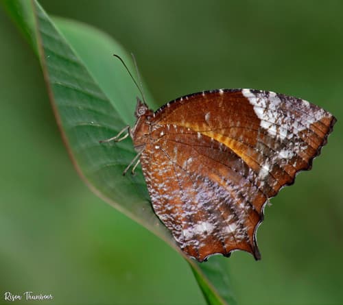 Tailed Palmfly