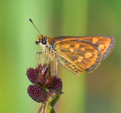 Tamil Grass Dart