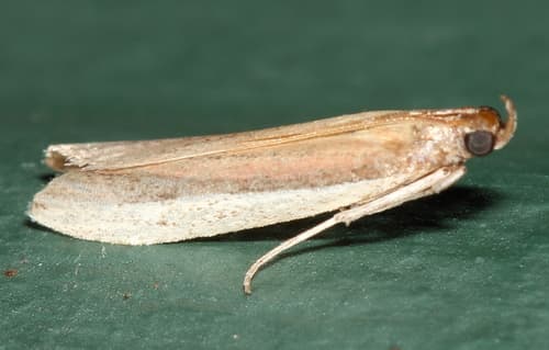 Tampa Moth