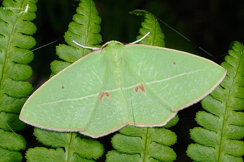 Emerald Moth