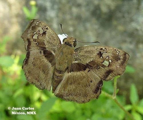Tanned Blue-Skipper