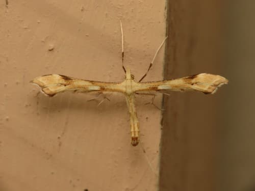 Tansy Plume Moth