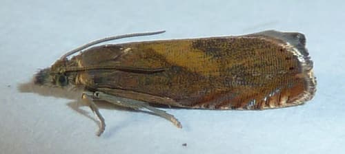 Tansy Root Moth