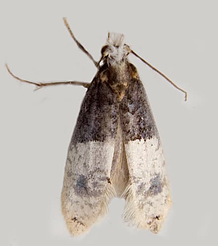 Tapestry Moth