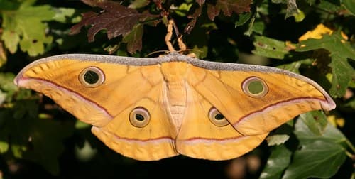 Tasar Silk Moth