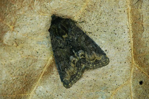 Tawny Marbled Minor