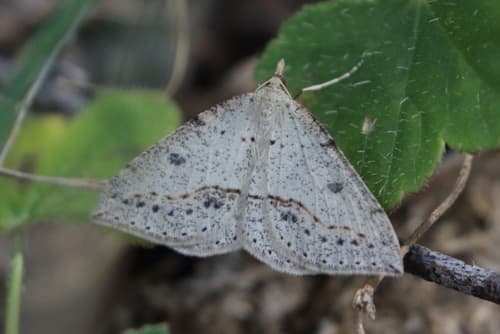 Taxeotis stereospila