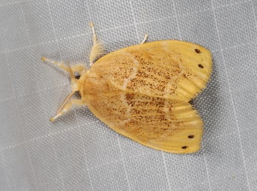 Tea tussock moth
