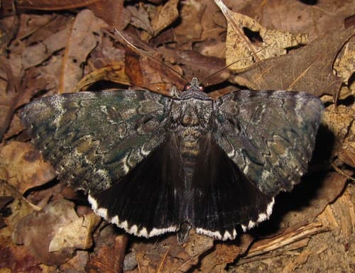 Tearful Underwing