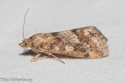 Tegostoma comparalis