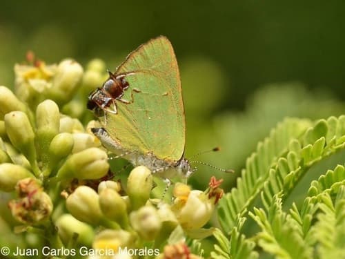 Telea Hairstreak