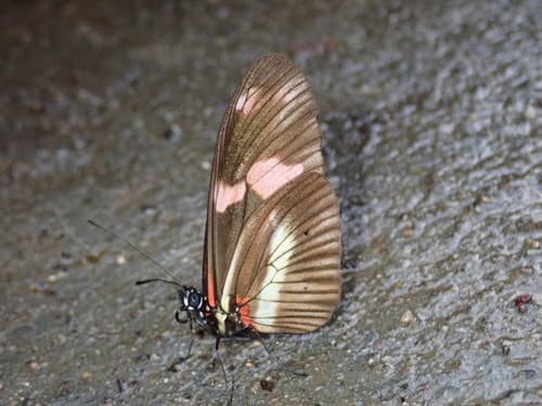 Telesiphe Longwing