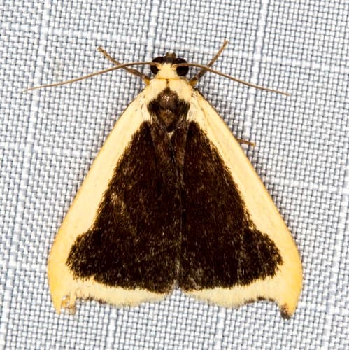 Termessa conographa