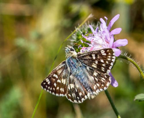 Tesselated Skipper