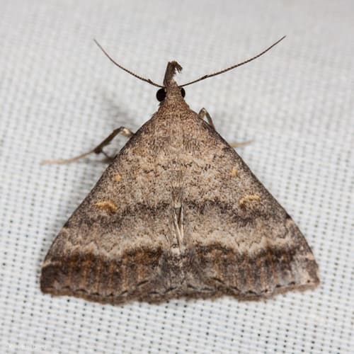 Pale Tetanolita Moth