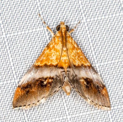 Tetracona amathealis