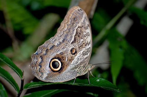 Teucer Owl-Butterfly