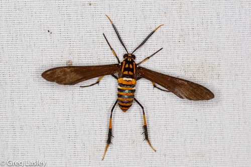 Texas Wasp Moth