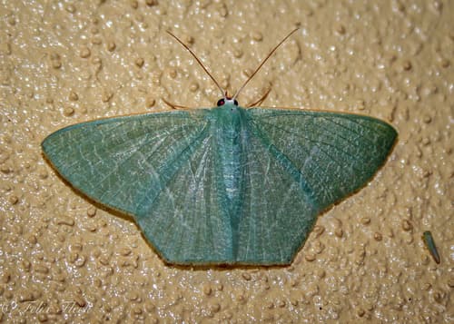 Emerald Moth