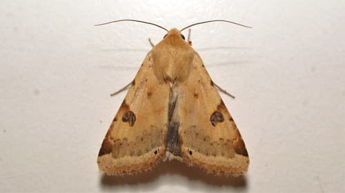 The Bordered Straw