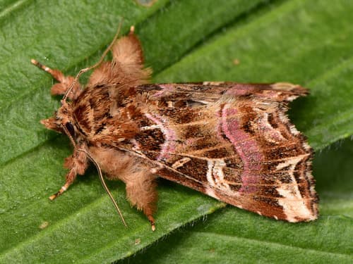 Rosy Rustic