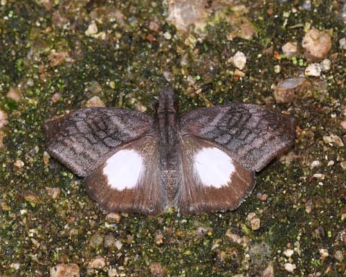 White-patched Skipper