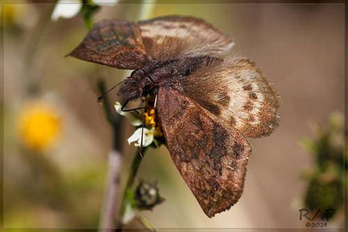 Dichrous Skipper