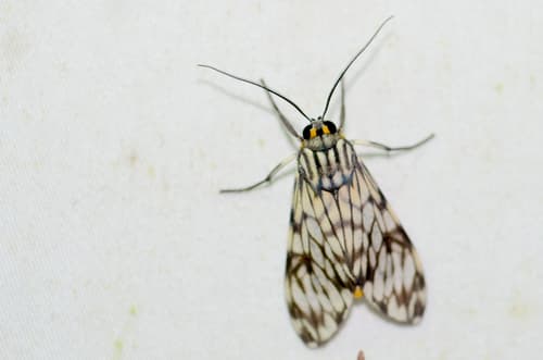 Yellow-tailed Theages