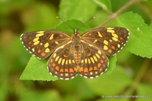 Theona Checkerspot