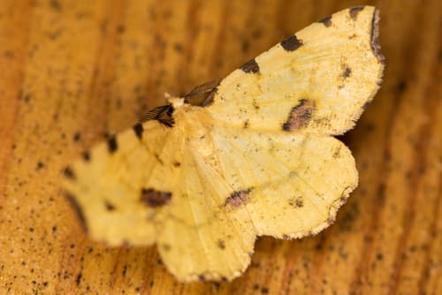 Yellow-barred Brindled Moth