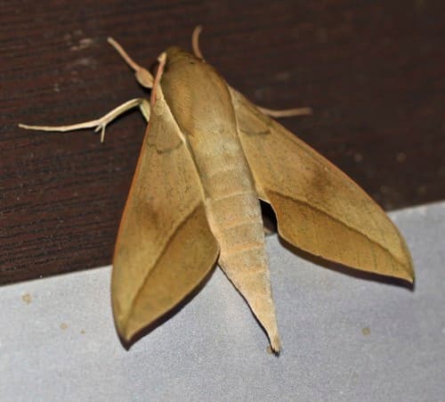 Celata Hawkmoth
