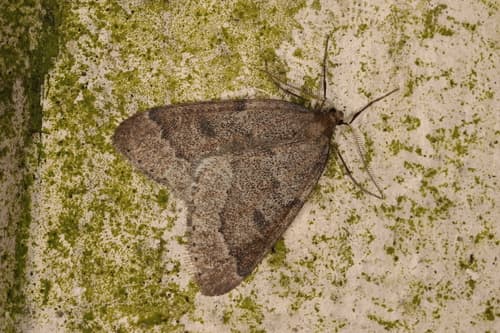 Early Moth