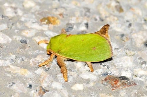 Green-winged Moth