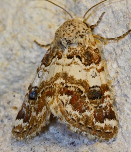 Third Flower Moth