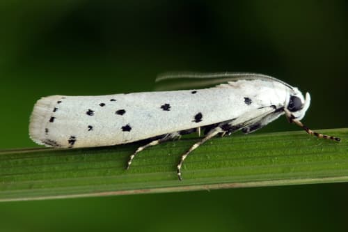 Thistle Ermine