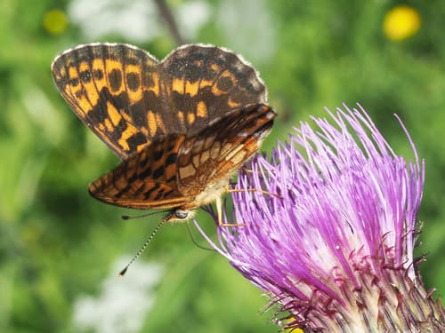 Thor's Fritillary