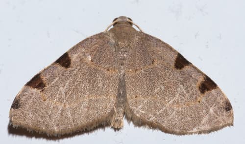 Three-spotted Fillip