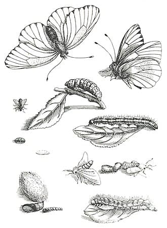 Black-veined White