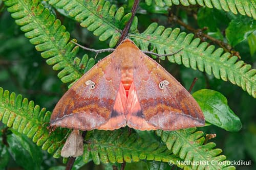 Honest Thyas Moth