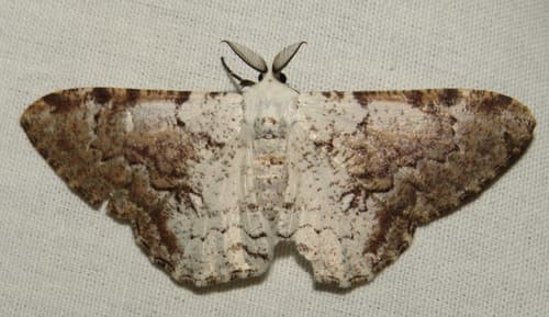 Thyrinteina arnobia