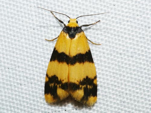 Tiger Footman