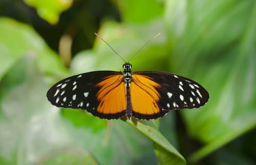 Tiger Longwing