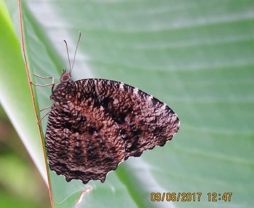Tiger Palmfly