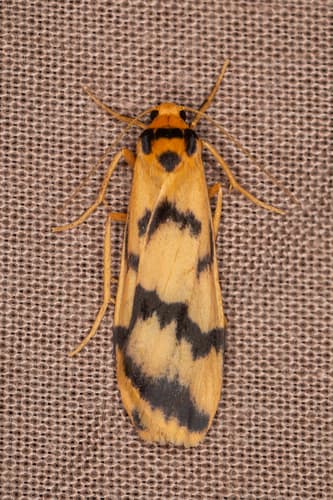 No widely accepted common name