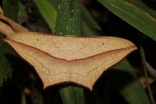 No widely accepted common name