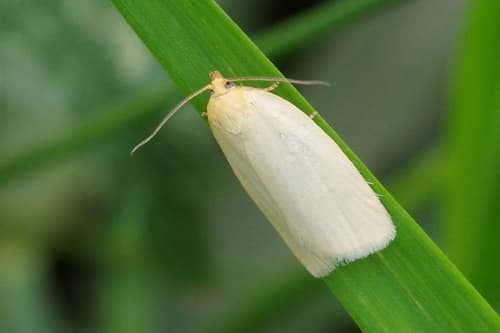 Timothy Tortrix