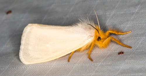 Tinged Tussock Moth