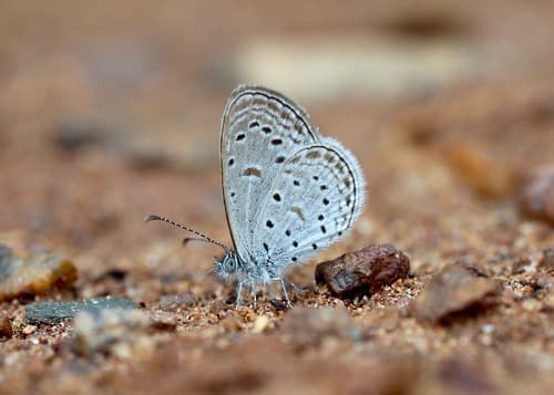 Tiny Grass Blue