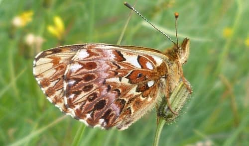 Titania's Fritillary