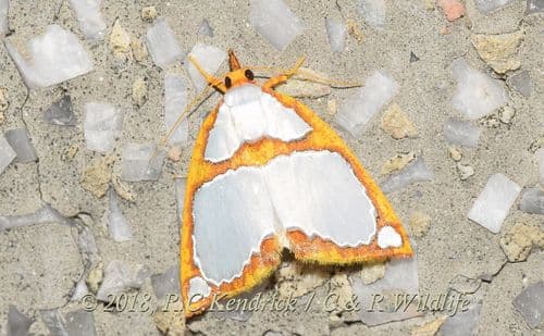 Titulcia confictella